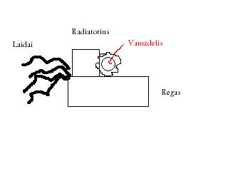 rego_ausinimas.JPG