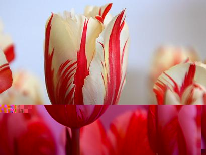 red-striped-tulip-wallpapers_5641_1024x768.jpg